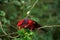 Red black and blue feathered bird with black stripe on head holding and eating green tree leaves.