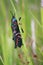 Red, black and blue grasshopper on long stalk of grass.