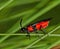 Red and black Braconid wasp.