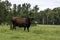 Red and black Brahman cow