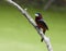 Red and Black Broadbill