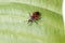 A red and black bug, Pyrrhocoris apterus, on a green leaf