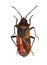 Red and Black Bug on white Background