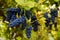 Red black bunches Pinot Noir grapes growing in vineyard with blurred background and copy space. Harvesting in the vineyards