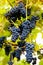 Red black bunches Pinot Noir grapes growing in vineyard with blurred background and copy space. Harvesting in the vineyards