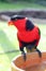 Red Black Colorful Parrot Parakeet