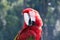 Red Black Colorful Parrot Parakeet