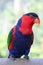 Red Black Colorful Parrot Parakeet