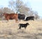 Red and black cows with newborn calf