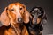 Red and black Dachshund Dogs posing on gray