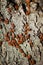 Red and black firebugs on tree bark