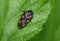 Red & Black Froghopper