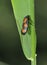 Red and Black Froghopper