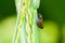 Red-and-black froghopper Beetle dormant in the grass after rain