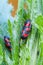 Red-and-black froghopper beetle on leaves