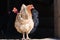 Red and black hens on the doorstep of a wooden barn