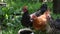 Red and black hens drink water from bowl among green grass