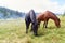 Red and black horses graze high in green mountains