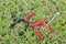 Red and Black Horseshoes and Stake