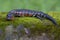 A red and black juvenile fire skink on a moss covered rock