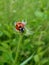 Red and black Ladybird beetle