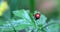 A red and black ladybug on a green leaf