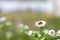Red-black ladybug on a white chamomile on a blurred background. Place for an inscription. Wildlife in the meadow. Copy