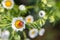 Red-black ladybug on a white chamomile on a blurred background. Wildlife in the meadow.