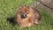 Red black little spitz dog lies on a green lawn in summer and screw up eyes