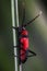 Red and black longhorn beetle, Purpuricenus budensis