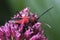 Red and black longhorn beetle, Purpuricenus budensis