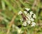 Red and Black Mason Wasp