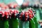 Red and black Moon Cactus on the green Cactus, Gymnocalycium mihanovichii.