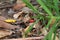 Red and black Scarlet Laurel Bug on dried leaves - garden insects - colors of nature