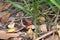 Red and black Scarlet Laurel Bug on dried leaves - garden insects - colors of nature