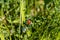 Red and black-spotted ladybug - Coccinellidae - on green grass blade - natural background - blurred background