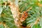 Red and black squash bug in the tree on a balcony, Corizus hyoscyami