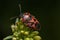 Red and black stink bug on green plants in a garden