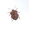 Red black striped shield bug on a white background