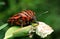 Red and black striped Stink bug