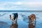 Red  and  Black tri-color  English British Bulldogs walking on seaside in sunny summer day