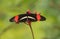 Red, black and white butterfly