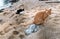 Red and black white cats. Two sitting cats on sandy beach .