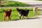 Red, black and white dogs walk the street. Three pets in nature