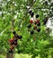 Red and black wild cherries hanging onto the delicate drops of rain