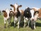 Red and black young holstein cows in dutch green grassy meadow under blue sky in holland