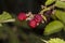 Red blackberries growing in nature