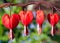 Red Bleeding Heart Flowers