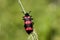 Red Blister Beetle