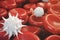 Red blood cells, leukocyte or white blood cells, are the cells of the immune system, infection. Medical concept of human